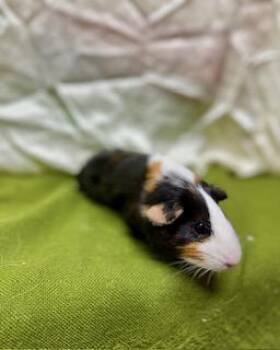 Rescue Guinea Pig Guinea Pigs for Adoption in Upper Sandusky, Ohio - Callie | PetCurious